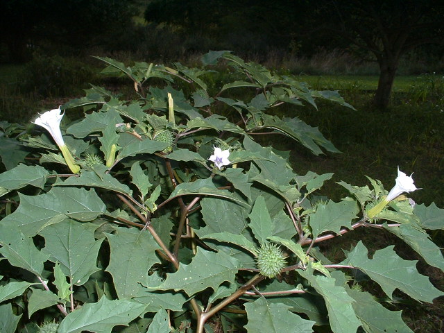 Datura stramonium  (Seed)